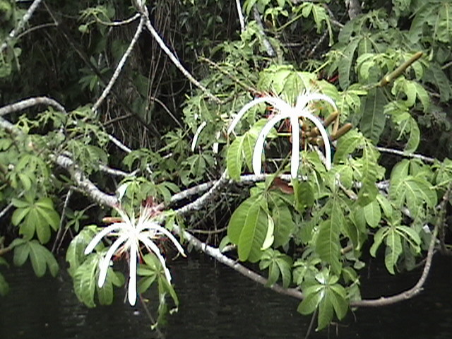 Costa Rica 035.jpg
